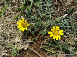 Sivun Dugesia mexicana (A. Gray) A. Gray kuva