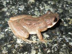 Image of Upland Chorus Frog