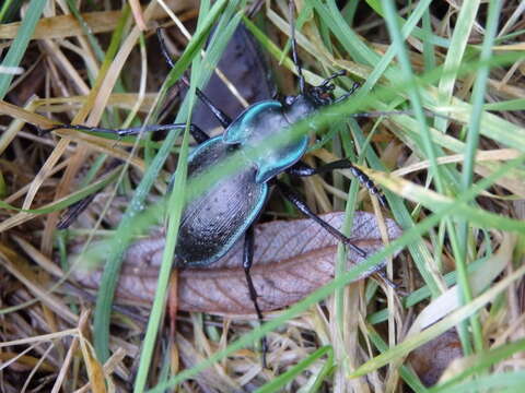 Image of Carabus (Oreocarabus) luetgensi Beuthin 1886