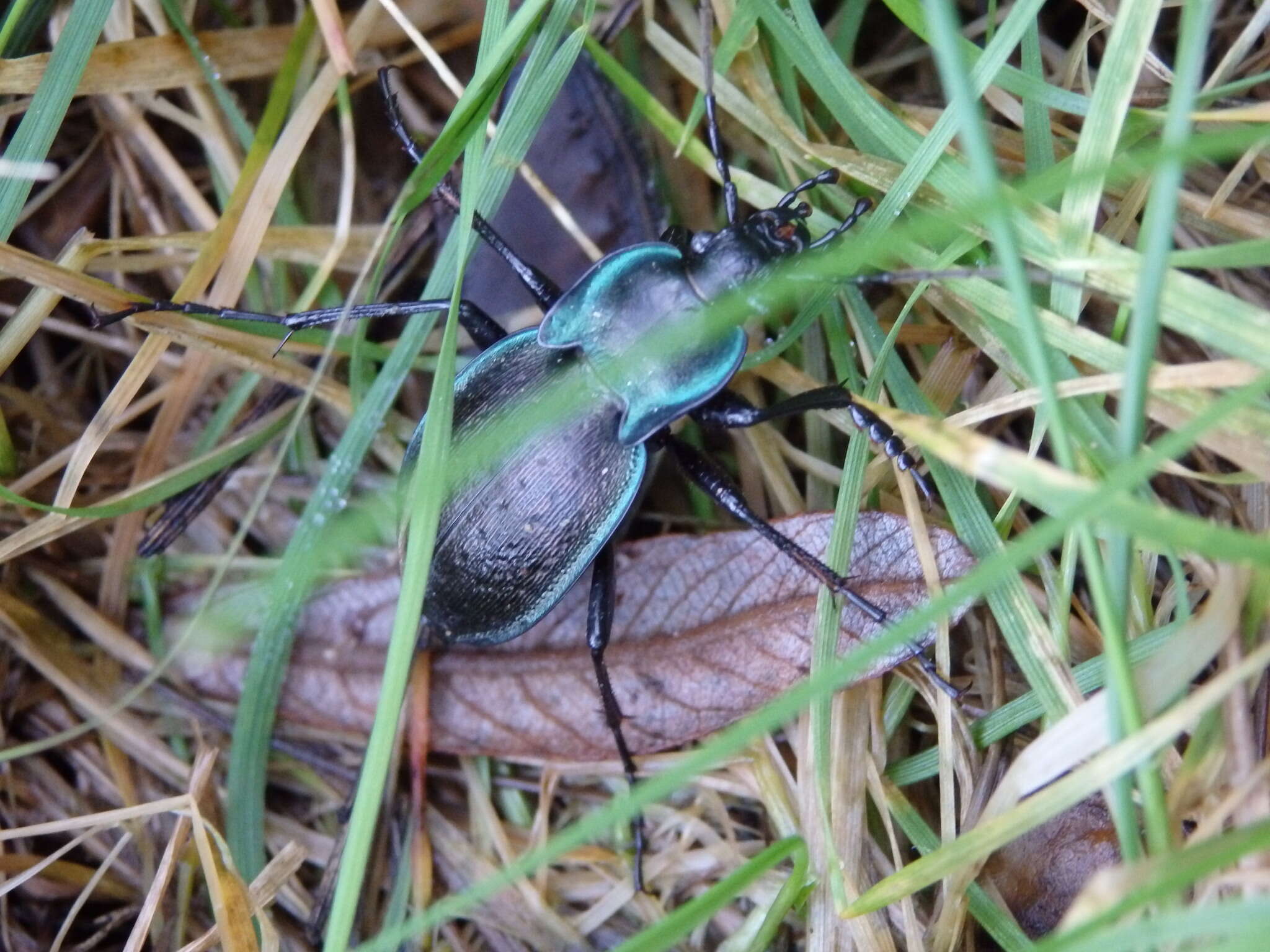 Слика од Carabus (Oreocarabus) luetgensi luetgensi Beuthin 1886