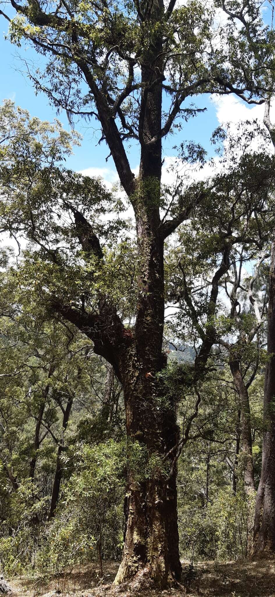 Image of Eucalyptus urophylla S. T. Blake