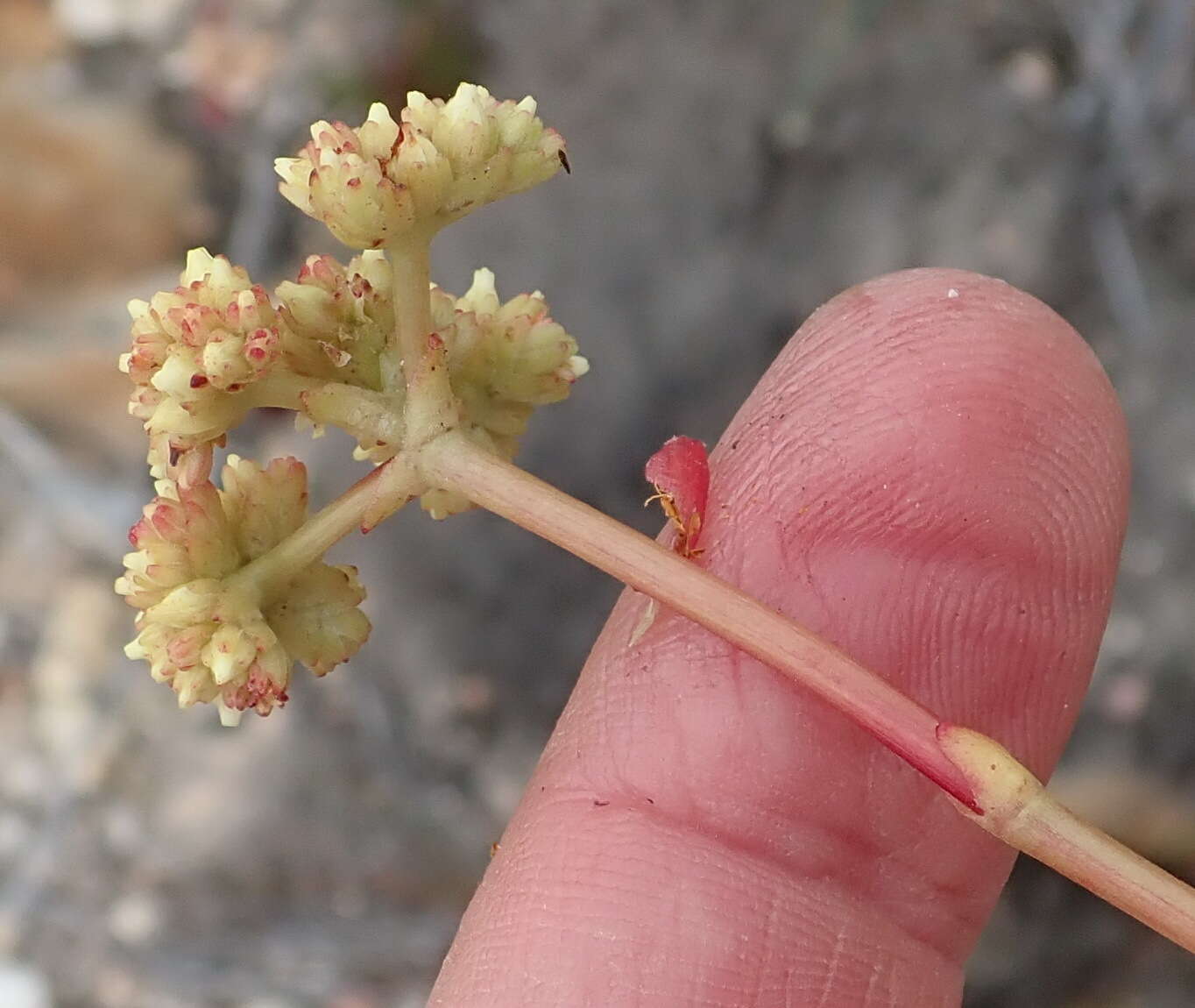 Image of Crassula atropurpurea (Haw.) D. Dietr.