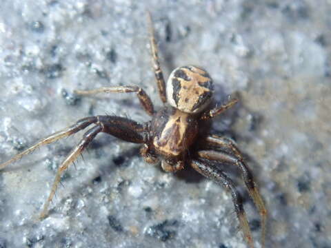 Image of common crab spider