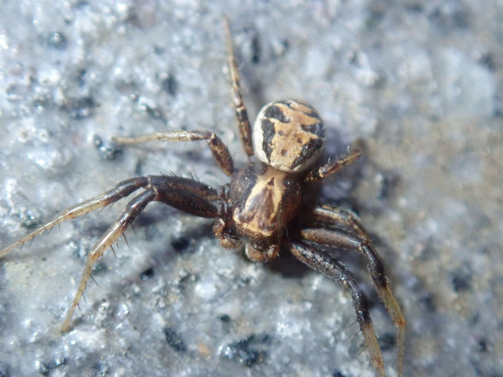 Image of common crab spider