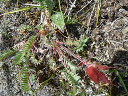 Image de Oxytropis anertii Nakai