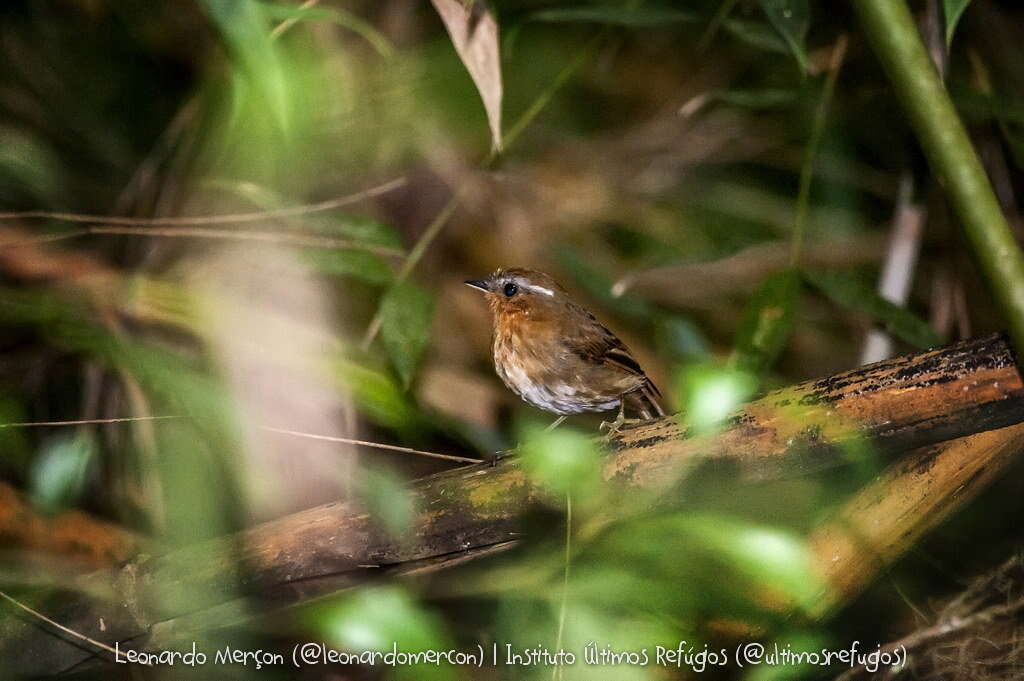 Image of Rufous Gnateater