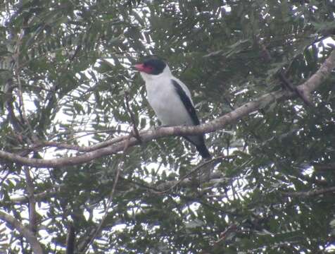 Image of Black-tailed Tityra