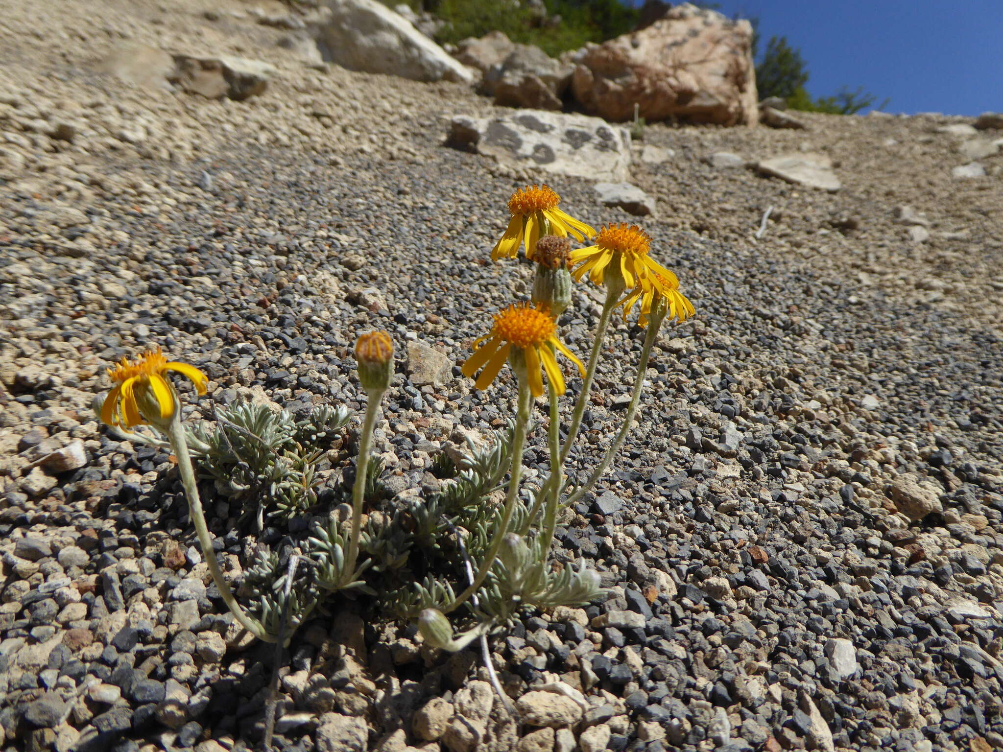 Plancia ëd Senecio argyreus Phil.