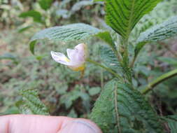 Impatiens burtonii Hook. fil. resmi