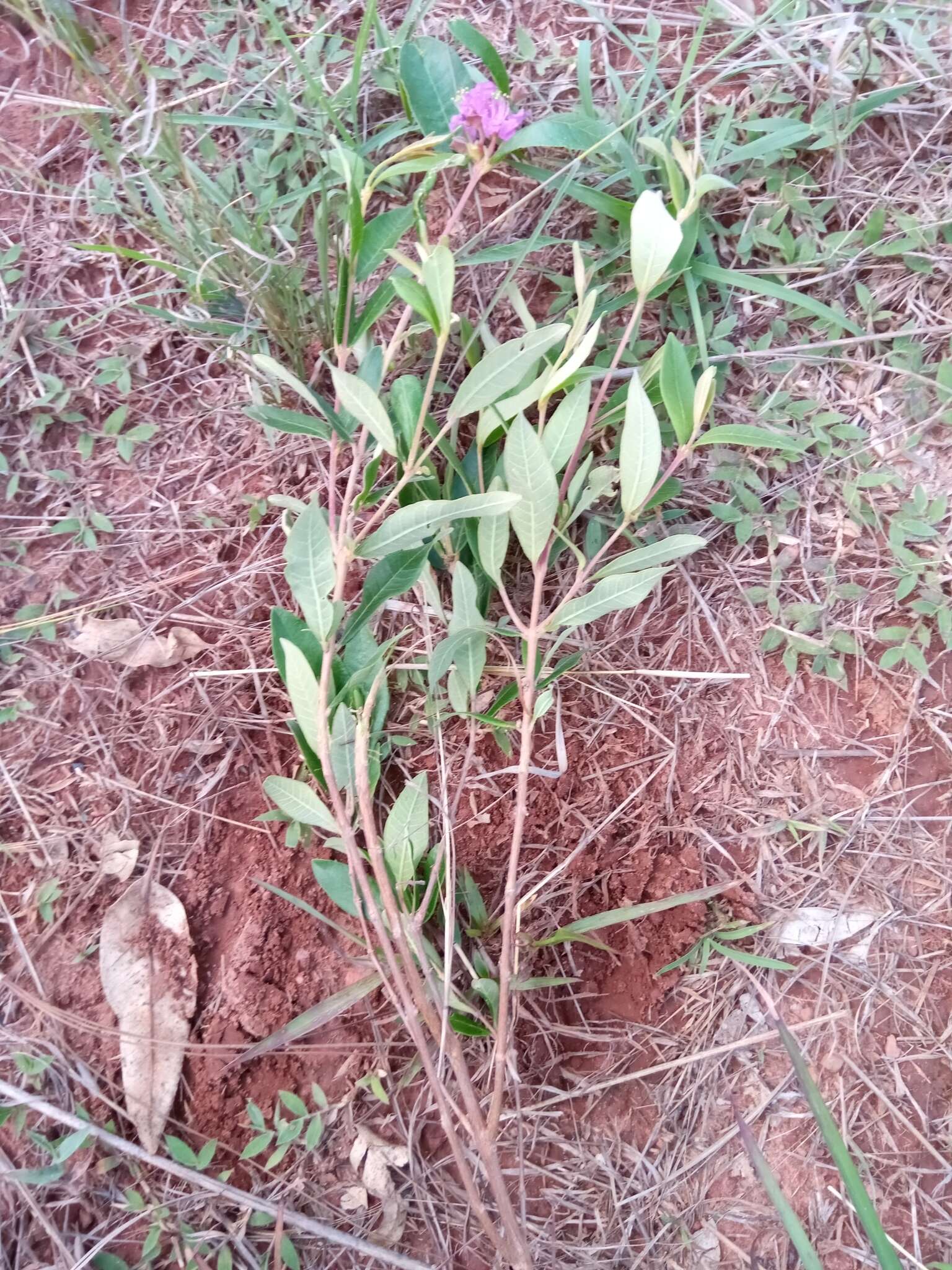 Sivun Koehneria madagascariensis (Baker) S. A. Graham, H. Tobe & P. Baas kuva