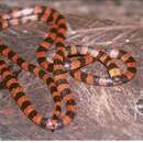 Image of Cauca Coral Snake