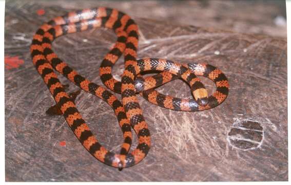 Image of Cauca Coral Snake