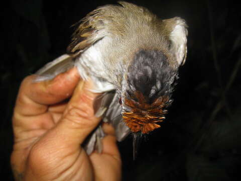 Image of Rufous-crowned Babbler