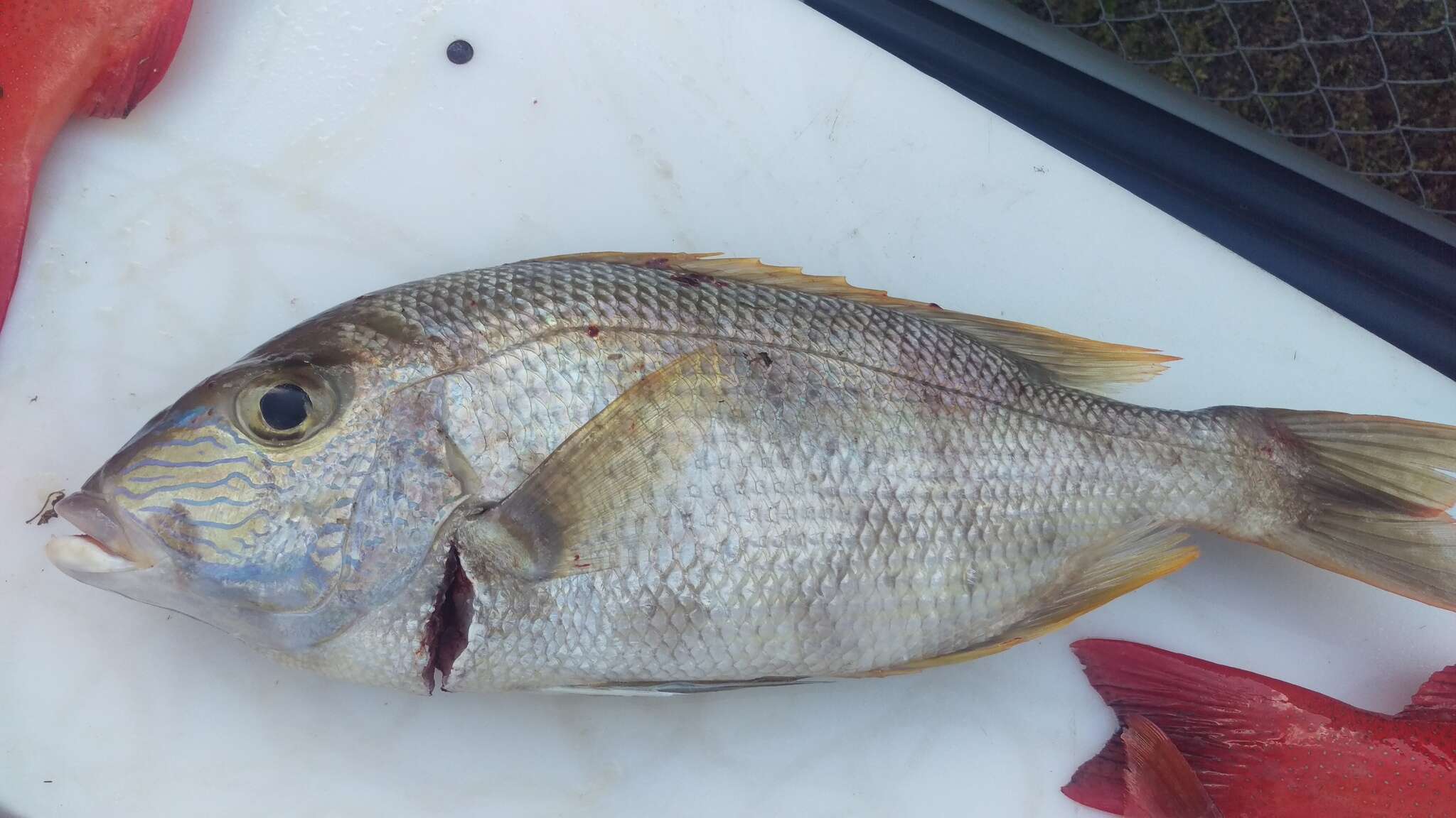 Image of Blue-lined large eye bream