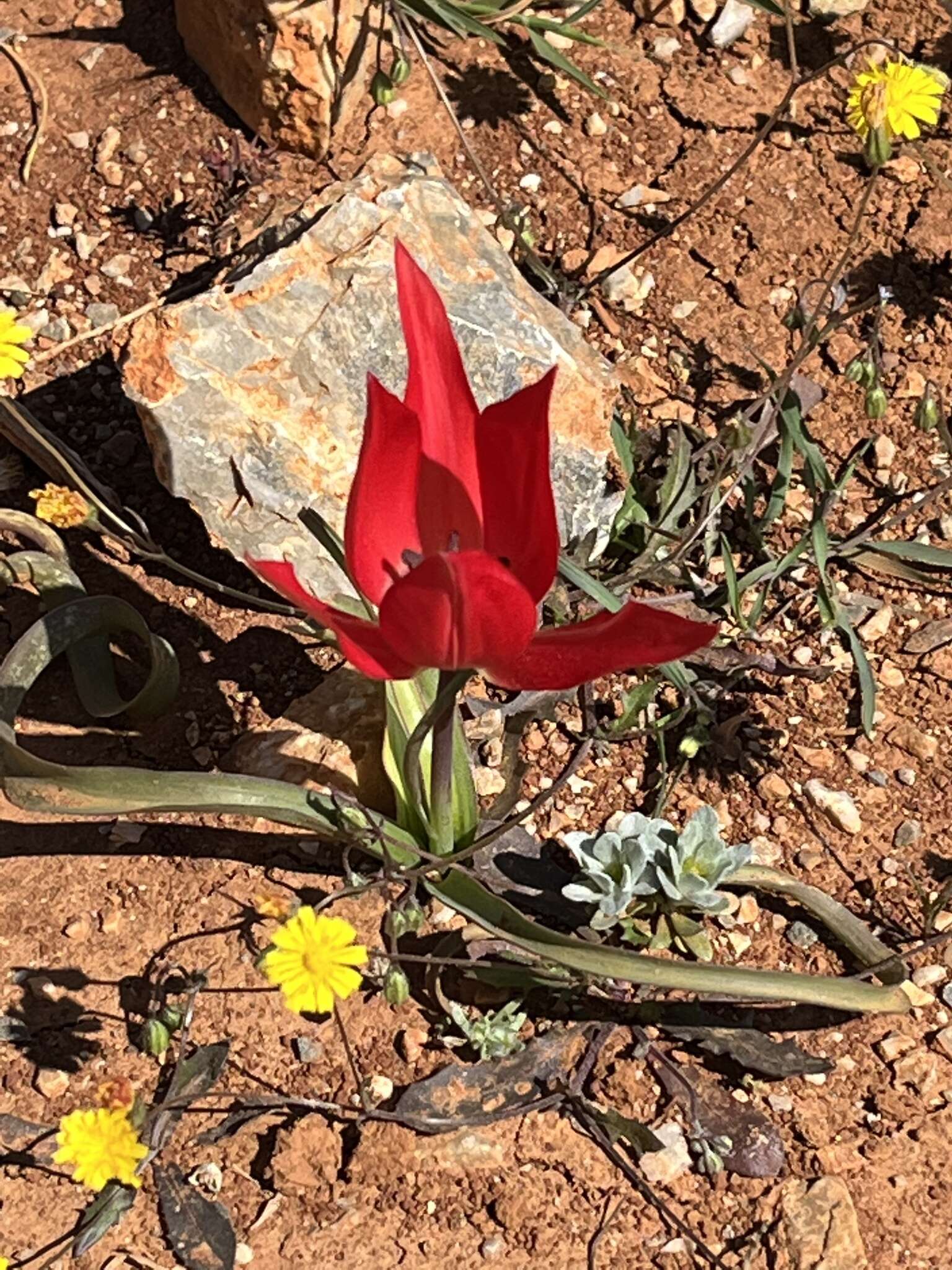 Image of orange wild tulip