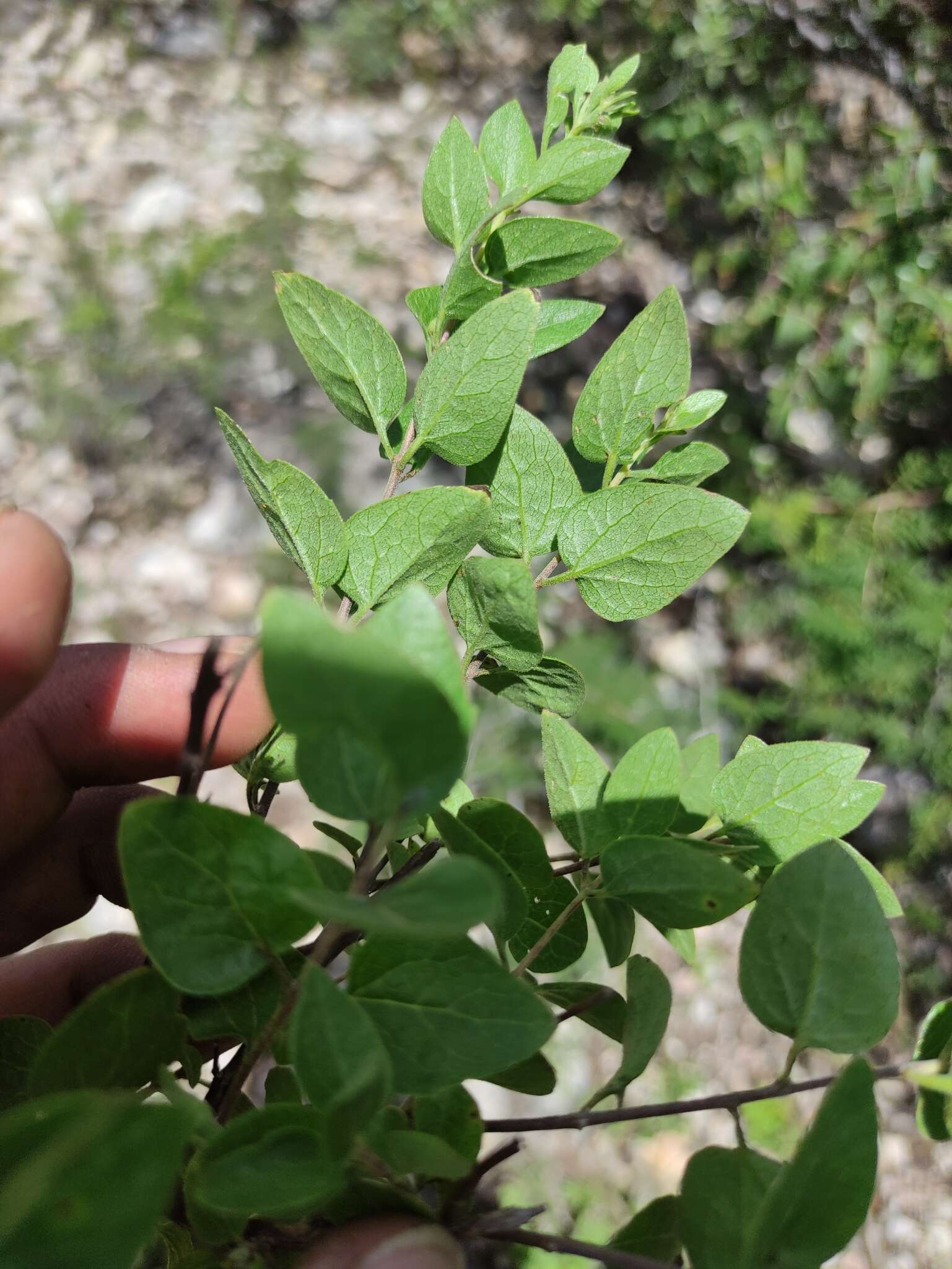 Image of Ageratina calaminthifolia (Kunth) R. King & H. Rob.