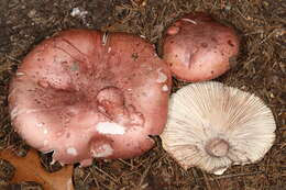 Image of Hygrophorus russula (Schaeff. ex Fr.) Kauffman 1918