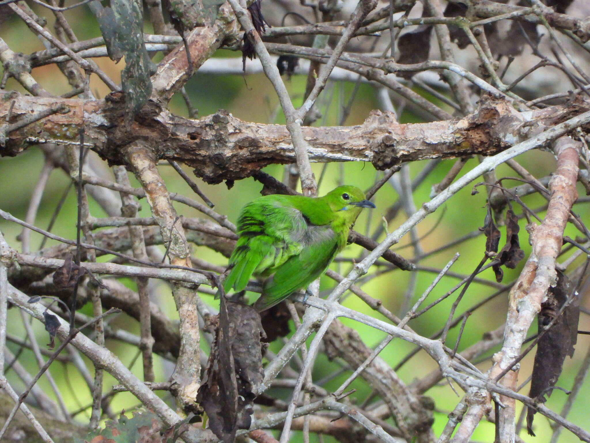 Image of Lesser Green Leafbird