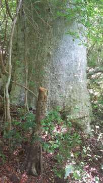 Image de Adansonia perrieri Capuron