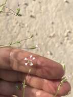 Image of Turkish baby's-breath