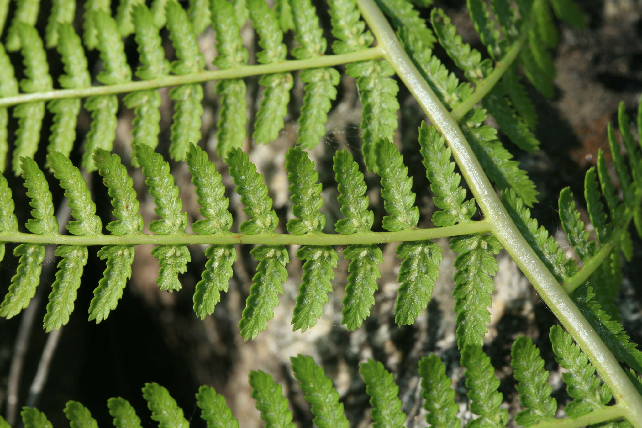 Image of Athyrium brevifrons Nakai ex Kitag.