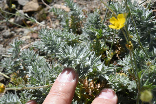 Image of Brewer's Cinquefoil