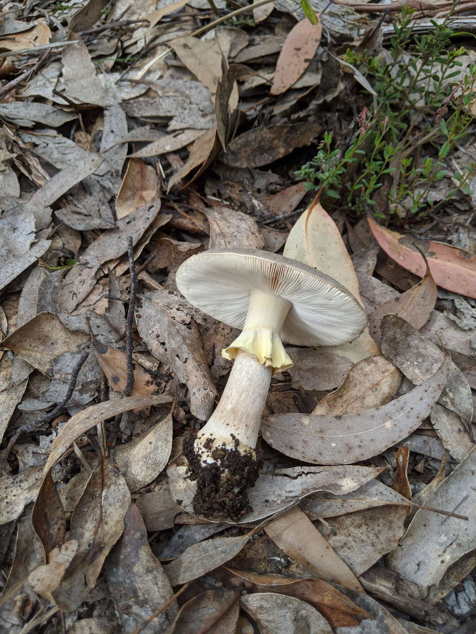 Image de Amanita luteolovelata D. A. Reid 1978