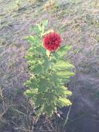 Image of Echinops amplexicaulis Oliv.