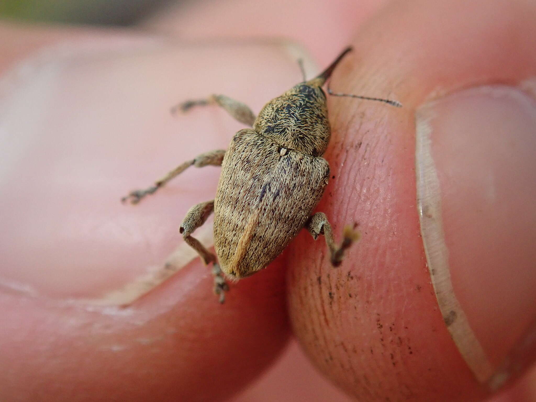 Image of Curculio venosus (Gravenhorst 1807)