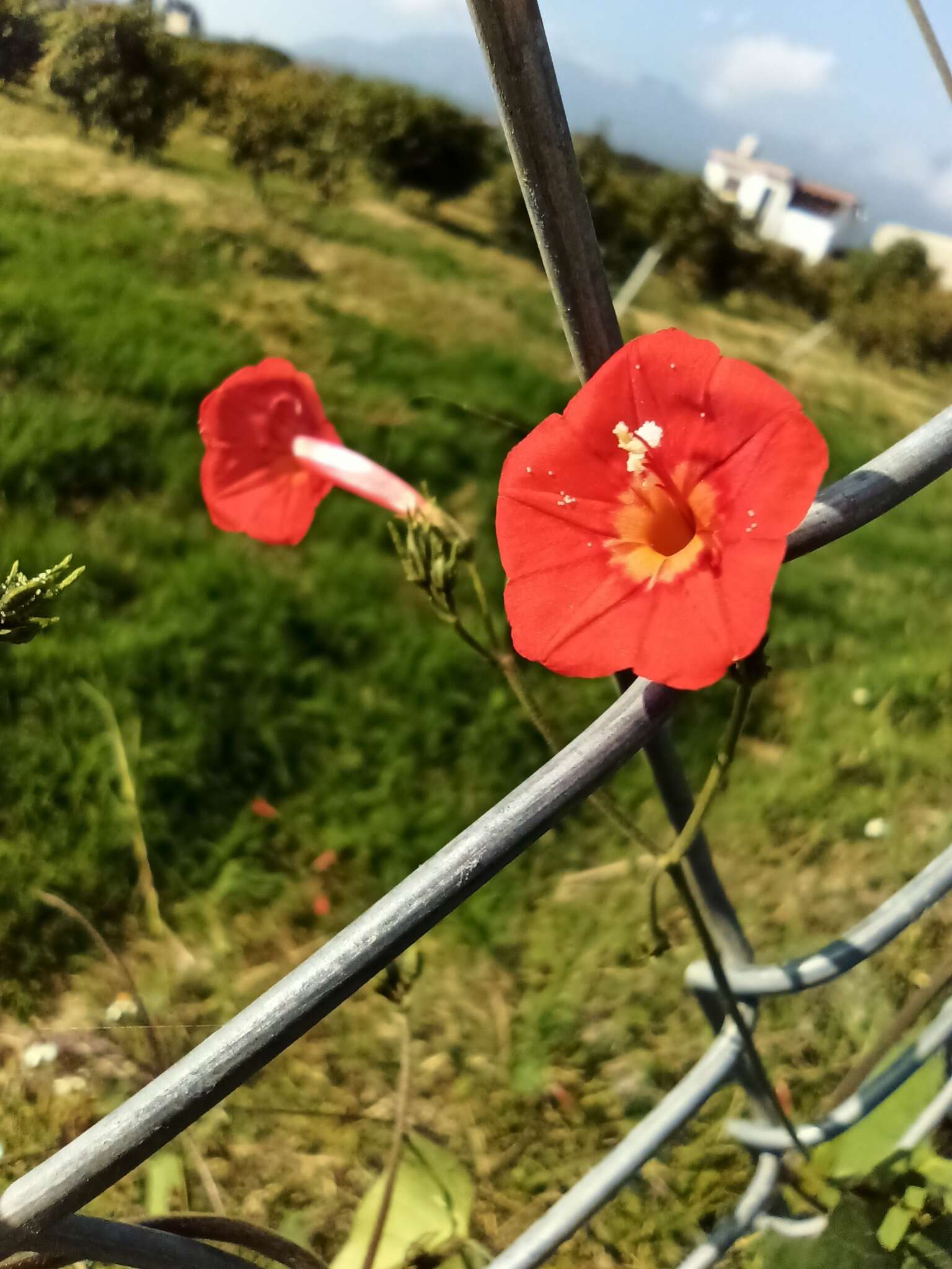 Слика од Ipomoea cholulensis Kunth