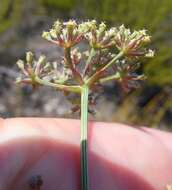 Itasina filifolia (Thunb.) Raf. resmi