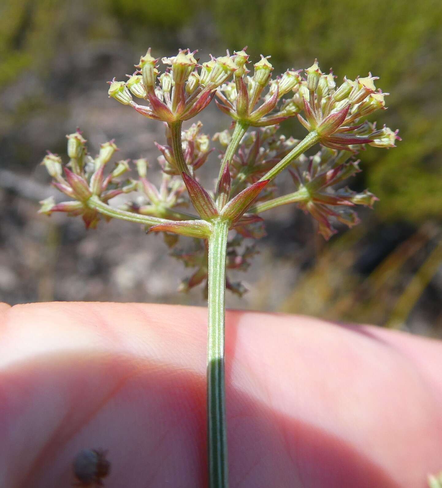 صورة Itasina filifolia (Thunb.) Raf.