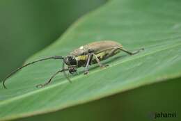 Image of Batocera rufomaculata (Degeer 1775)