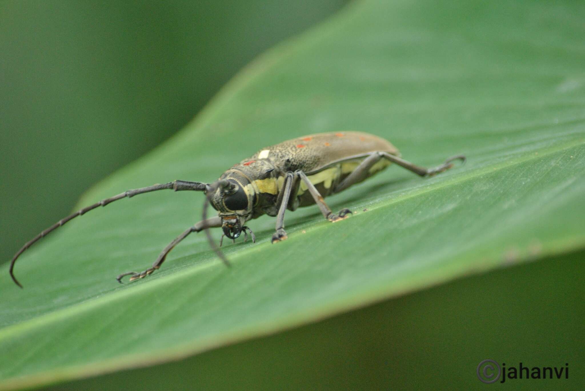 Image of Batocera rufomaculata (Degeer 1775)