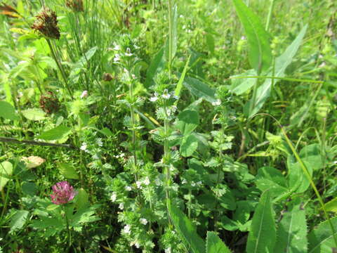 Image of Euphrasia hirtella Jordan ex Reuter