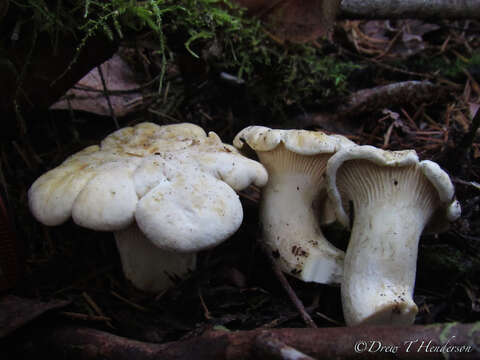 Image of Cantharellus subalbidus A. H. Sm. & Morse 1947