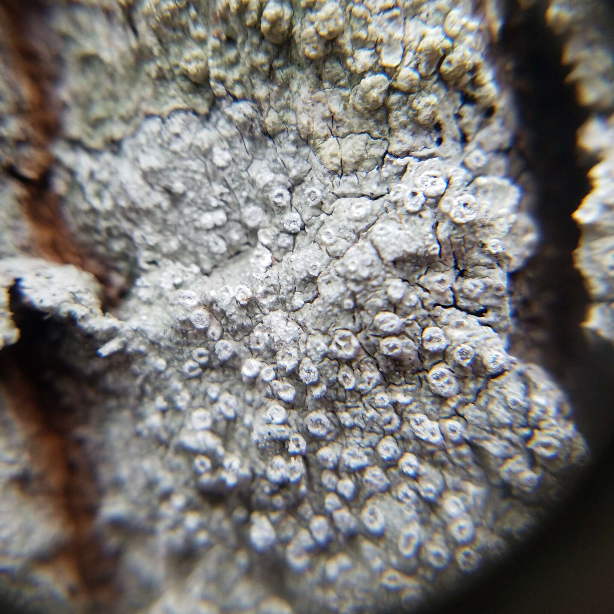 Image of pore lichen