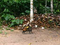 Image of Brazilian Agouti