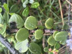 Image of maritime ceanothus