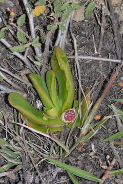 Image of Glottiphyllum longum (Haw.) N. E. Br.