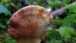 Imagem de Cortinarius rubicundulus (Rea) A. Pearson 1946