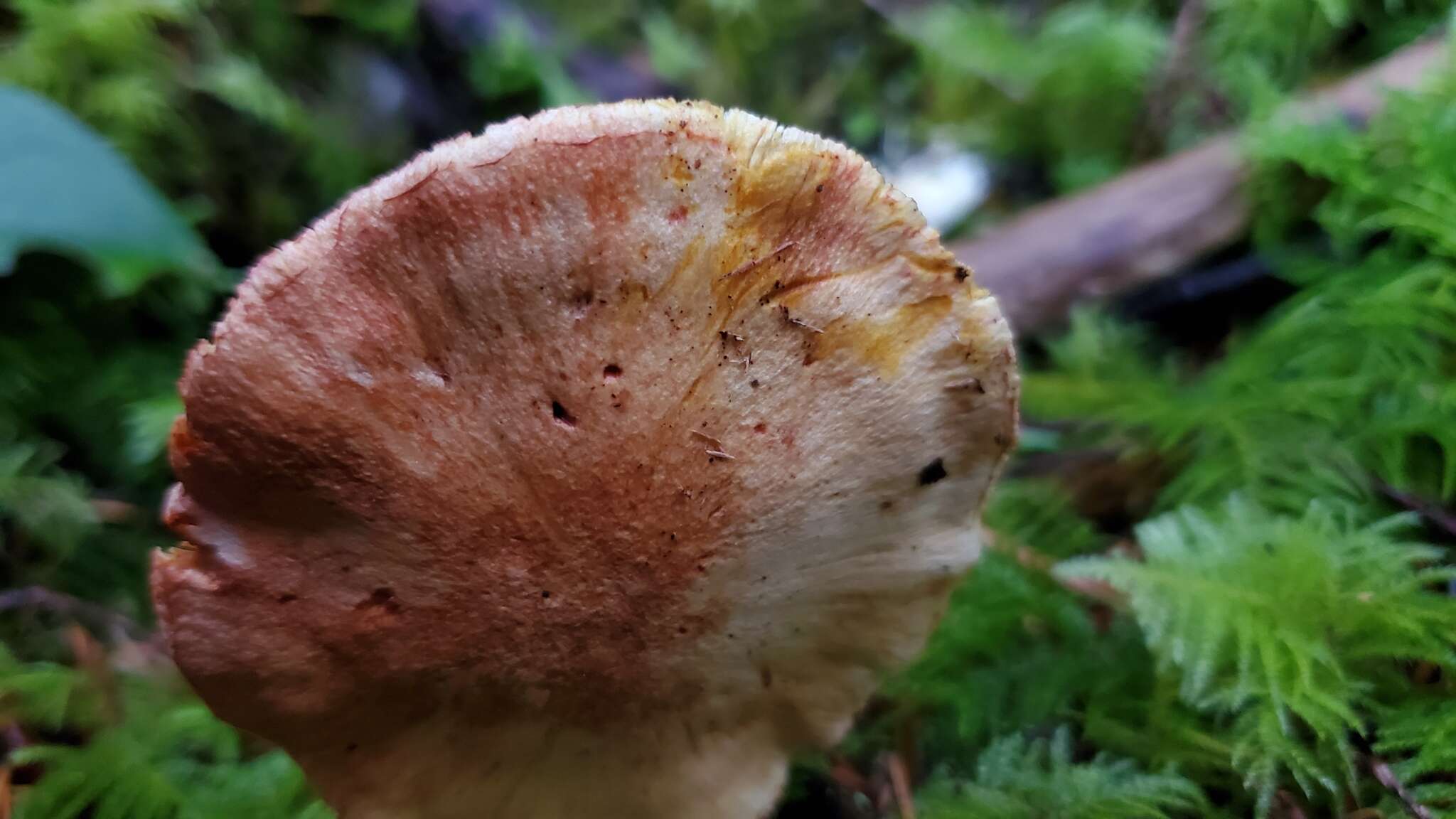 Imagem de Cortinarius rubicundulus (Rea) A. Pearson 1946