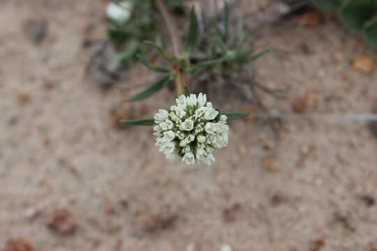 Imagem de Spermacoce densiflora (DC.) Alain