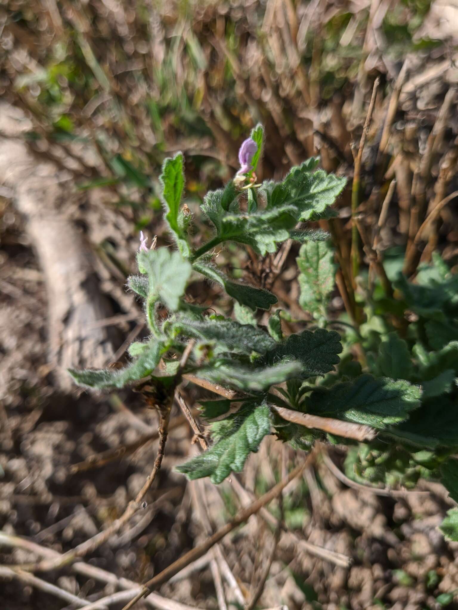 Imagem de Teucrium scordium subsp. scordioides (Schreb.) Arcang.