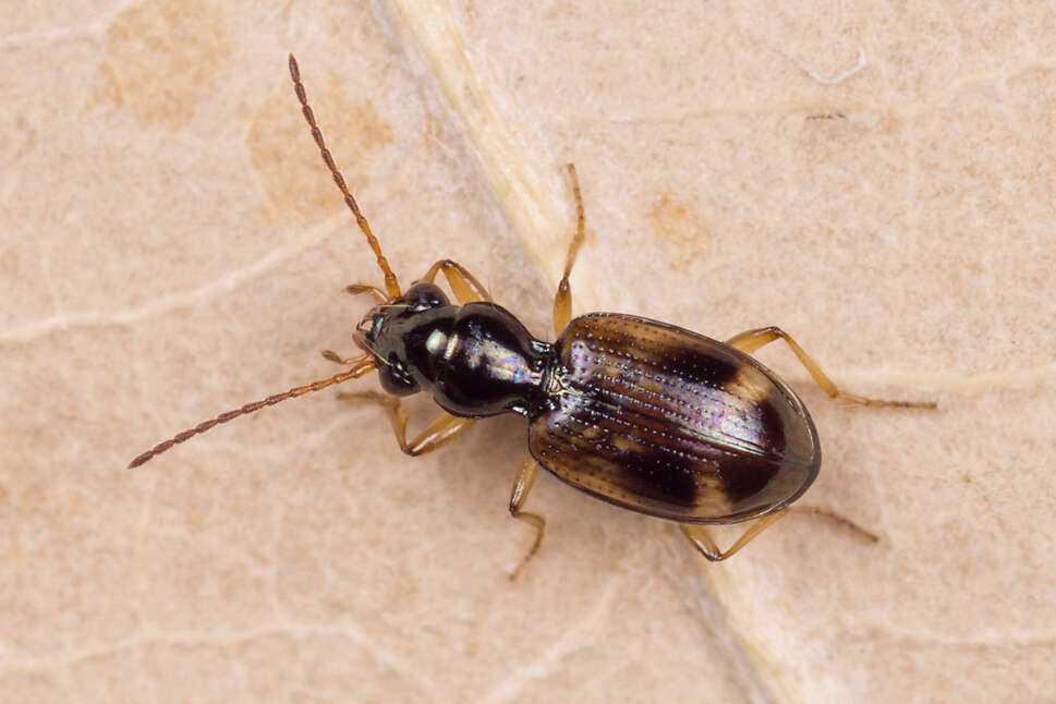 Image of Bembidion (Trepanes) articulatum (Panzer 1796)