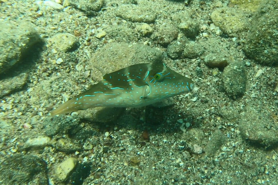 Image of Blue-spotted toby