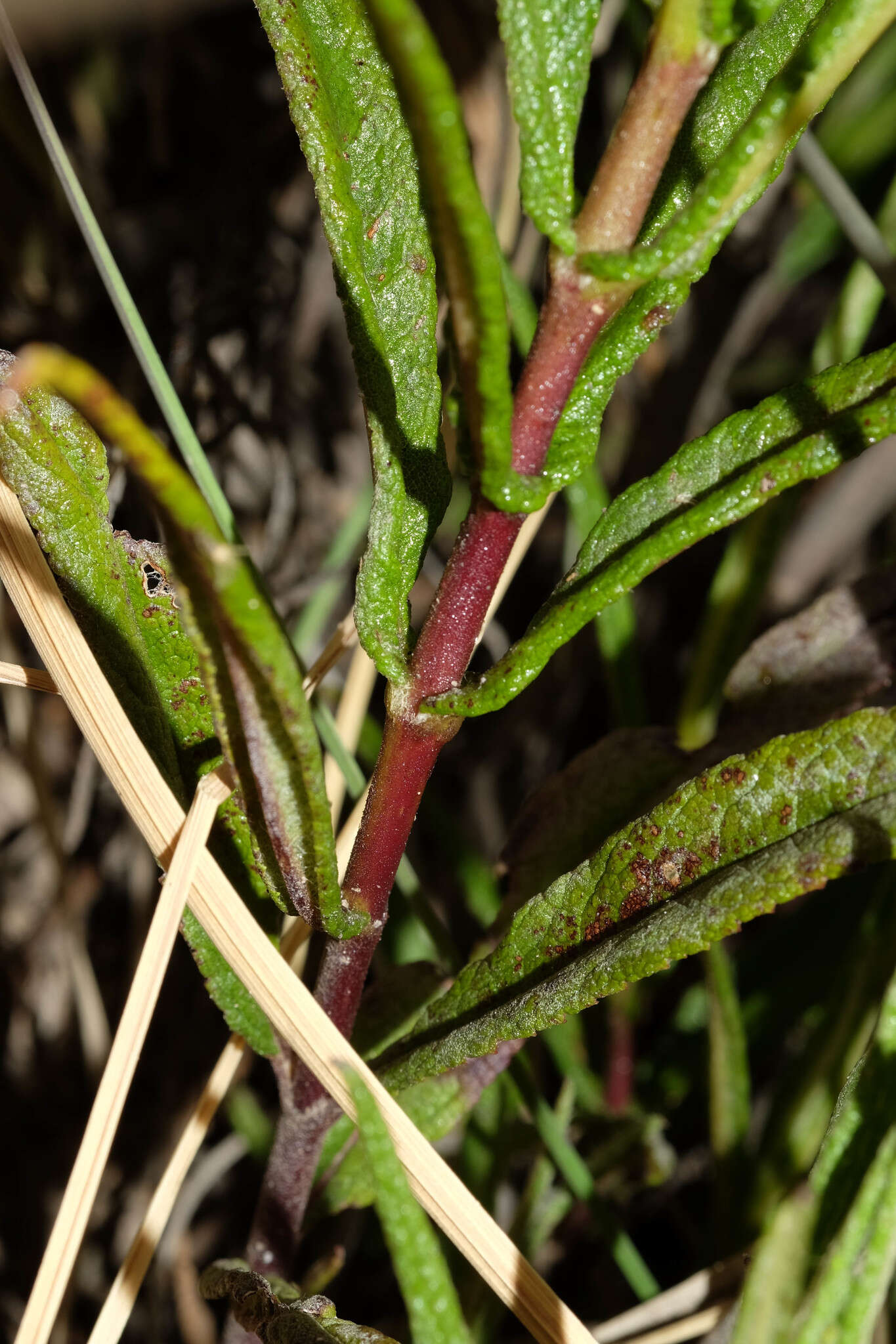 Image of Aristeguietia ballii (Oliv.) R. King & H. Rob.