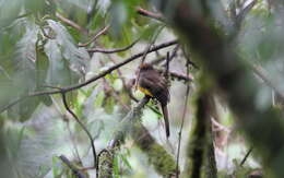 Image of Ward's Trogon