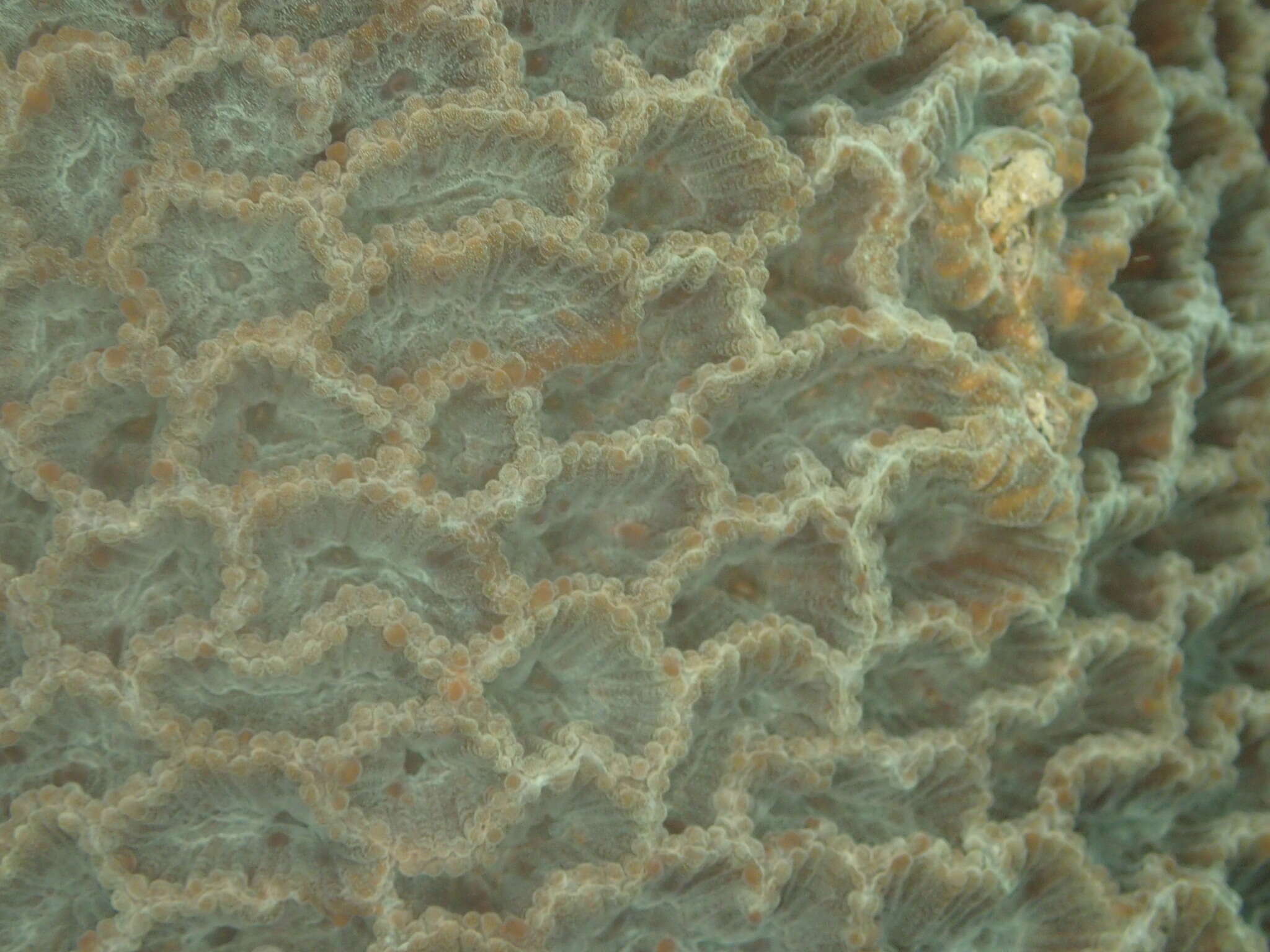Image of Platygyra carnosus Veron 2000