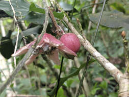 Image de Passiflora rubra L.